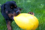 Ou de joacă pentru câini, din plastic, mov, 30 cm – Jolly Pets Egg - imagine 2