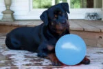 Minge săltăreață pentru câini, plutitoare, afine L, 20 cm – Jolly Pets Bounce-n Play - imagine 2