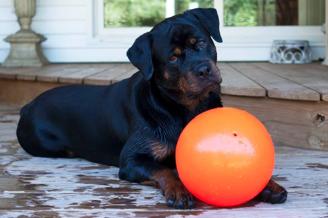 Minge săltăreață pentru câini, plutitoare, Vanilie L, 20 cm – Jolly Pets Bounce-n Play - imagine 3