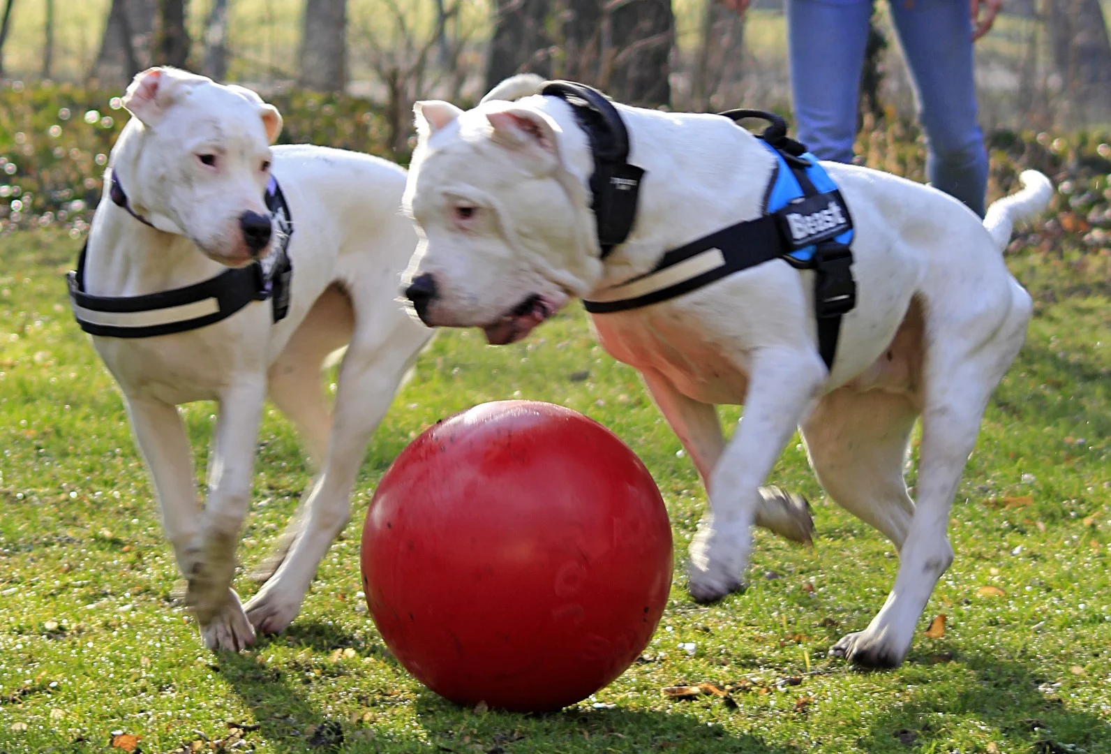 Minge pentru câini cu suprafață netedă, roșie, 35 cm – Jolly Pets Push-n-Play - imagine 4