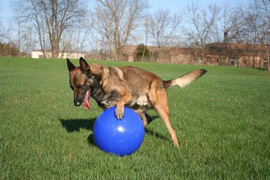 Minge pentru câini cu suprafață netedă, roșie, 35 cm – Jolly Pets Push-n-Play - imagine 2