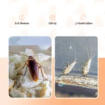 Capcană pentru gândaci cu atractant și bandă adezivă, mică, 3 bucăți – Knock Pest - imagine 5