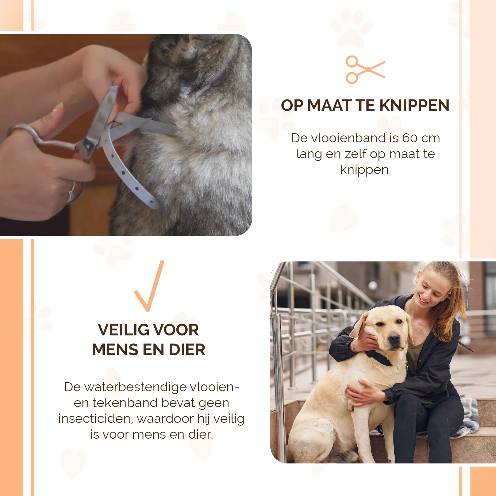 Zgardă antiparazitară pentru câini împotriva puricilor, 59 cm, în neerlandeză și franceză – Knock Pest - imagine 4