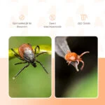 Pulbere insecticidă împotriva acarienilor roșii în cotețele de găini, 250 g – Knock Pest - imagine 3