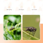 Momeală pentru capcana de muște, 240 g – Knock Pest FlyNip - imagine 3