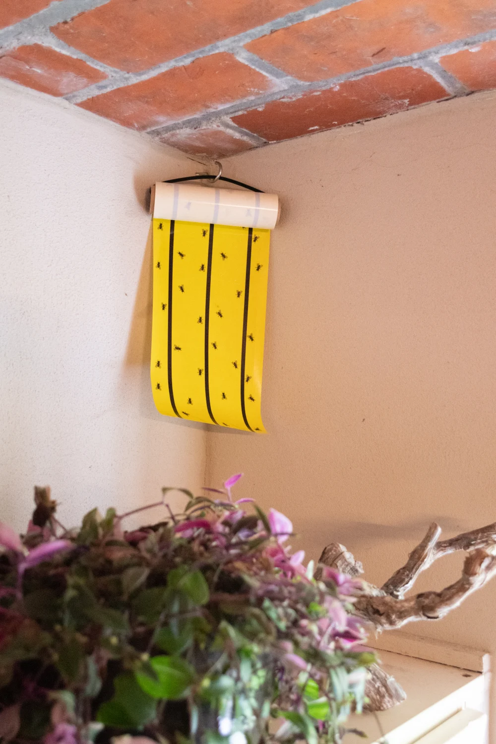Rolă adezivă galbenă pentru muște 5 m x 15 cm – Knock Pest - imagine 5