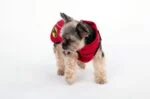 Haină pentru câini împotriva căpușelor și puricilor, cu element reflectorizant, XXXXS, lungimea spatelui 20 cm – Dog Armor Knockdown Coat (Insect Shield) - imagine 6
