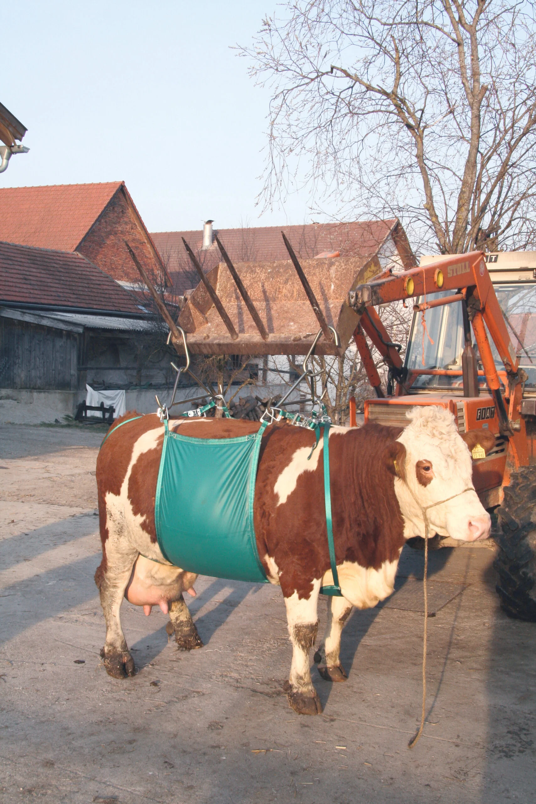 Dispozitiv de ridicare pentru vaci, reglabil, până la 1000 kg - imagine 2