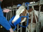 Dispozitiv de contenție a capului pentru administrare orală la bovine – Vink - imagine 2