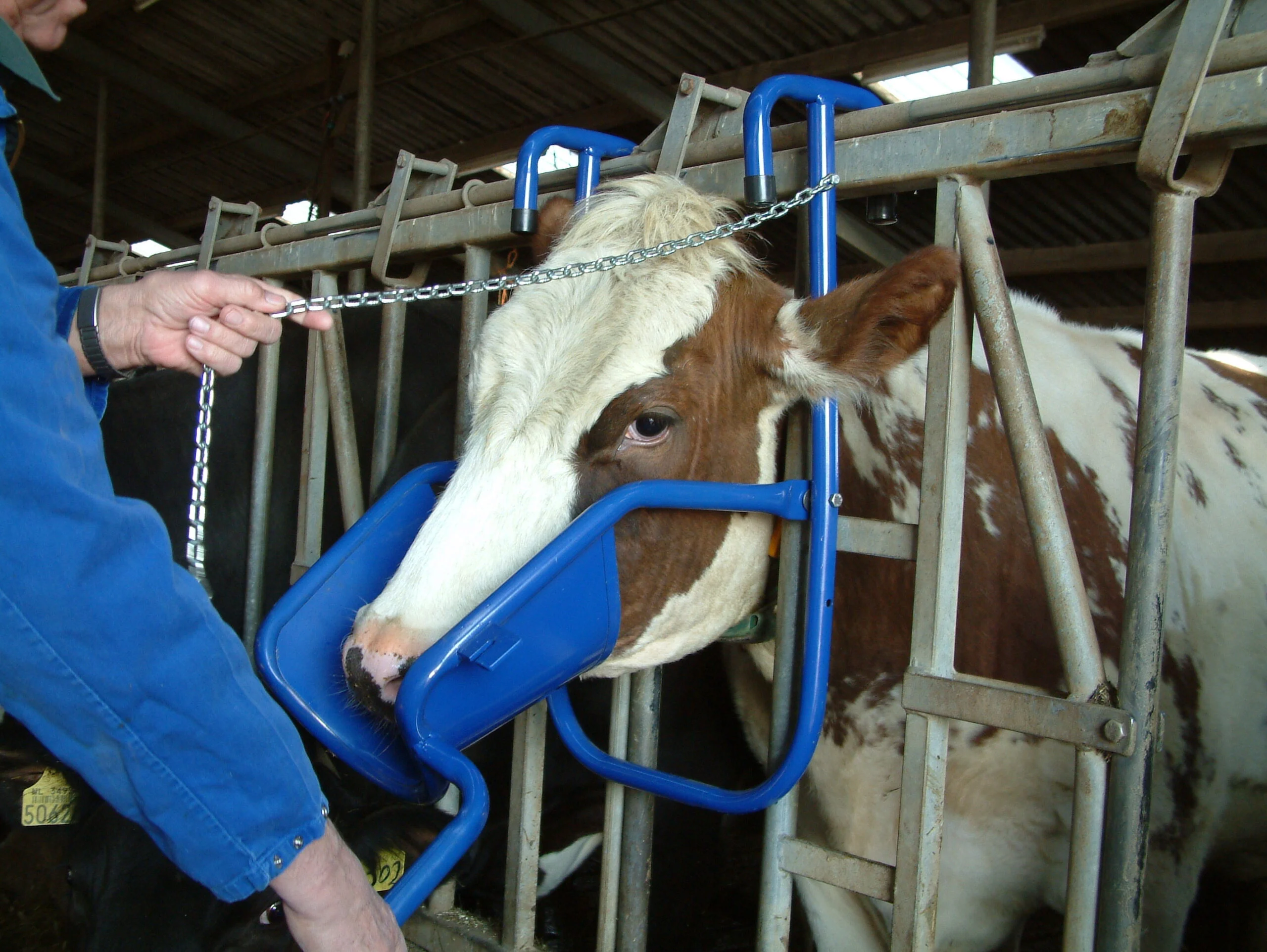 Dispozitiv de contenție a capului pentru administrare orală la bovine – Vink - imagine 2