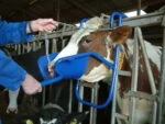 Dispozitiv de contenție a capului pentru administrare orală la bovine – Vink - imagine 4