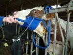 Dispozitiv de contenție a capului pentru administrare orală la bovine – Vink - imagine 5