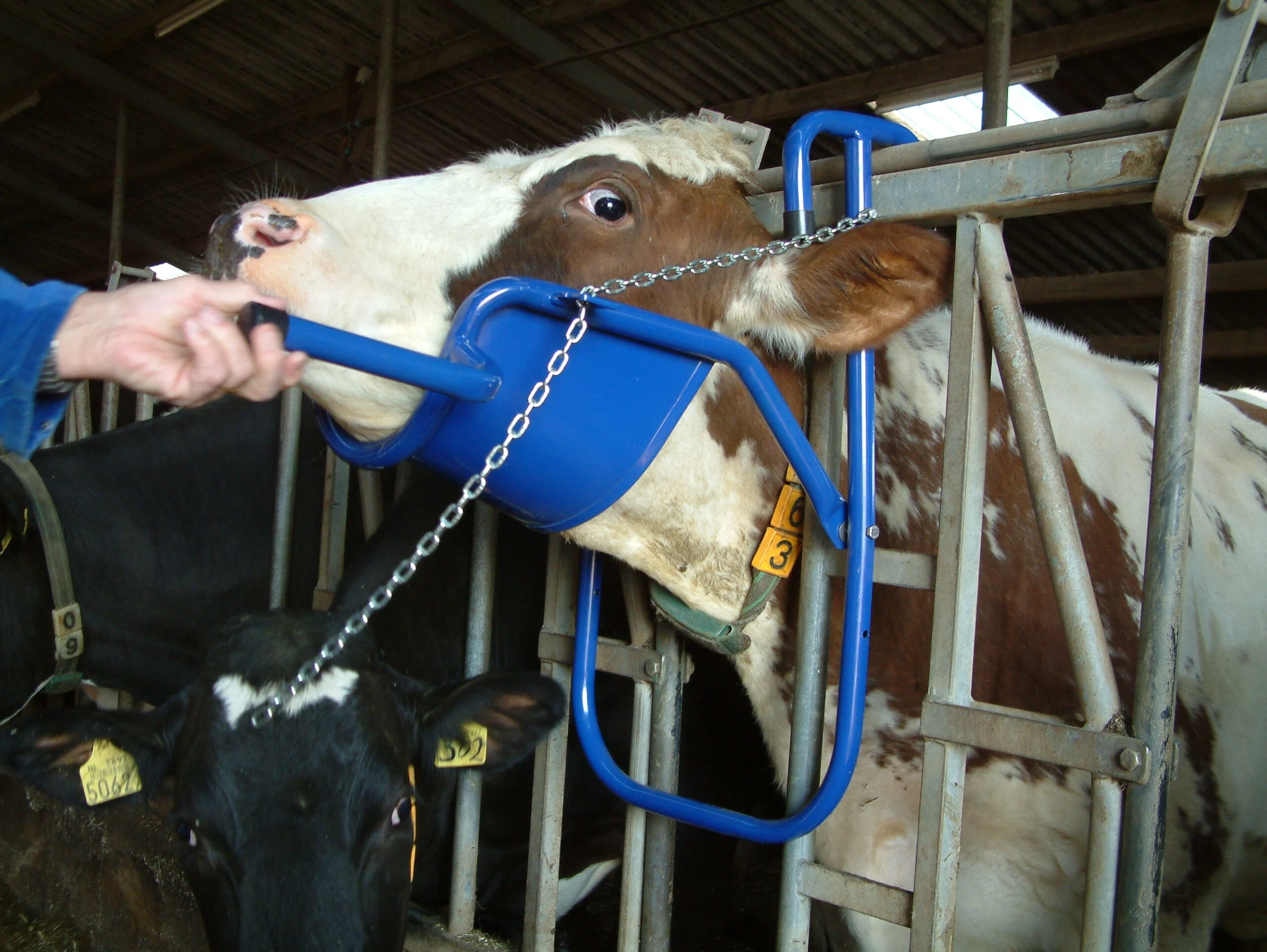 Dispozitiv de contenție a capului pentru administrare orală la bovine – Vink - imagine 5