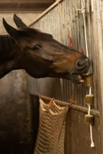 Gustare din lucernă pe funie de joacă pentru cai – LAX Tierfutter lucernă pe funie de joacă - imagine 2