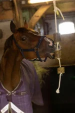 Gustare din lucernă pe funie de joacă pentru cai – LAX Tierfutter lucernă pe funie de joacă - imagine 5