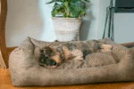 Pat pentru câini cu pernă detașabilă L, antracit – Let's Sleep Sweet Dreams - imagine 3