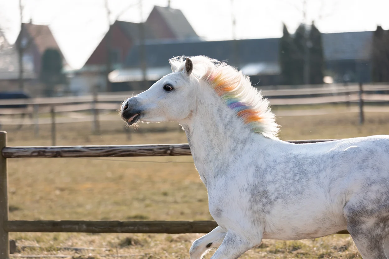 Creioane colorate pentru părul cailor, culori curcubeu, 6 bucăți – Lucky Horse Unicorn creioane colorate curcubeu - imagine 3