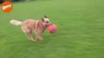 Minge de fotbal pentru câini, cu adâncituri din cauciuc, Ø 14 cm – Chuckit! Kick Fetch Dog S - imagine 3