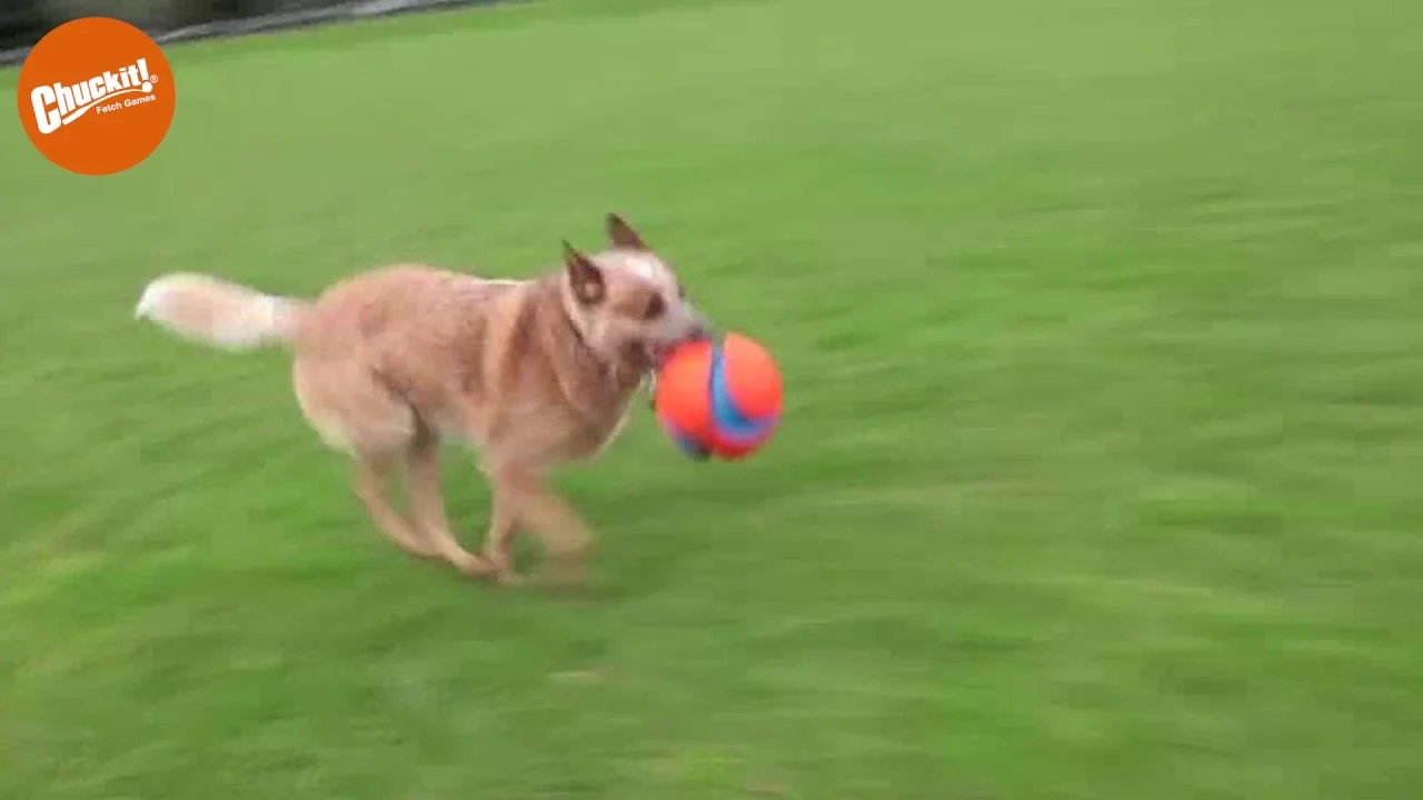Minge de fotbal pentru câini, cu adâncituri din cauciuc, Ø 14 cm – Chuckit! Kick Fetch Dog S - imagine 3