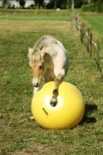 Minge de joacă pentru cai, galbenă, 65 cm – Maximus Power Play Ball - imagine 2