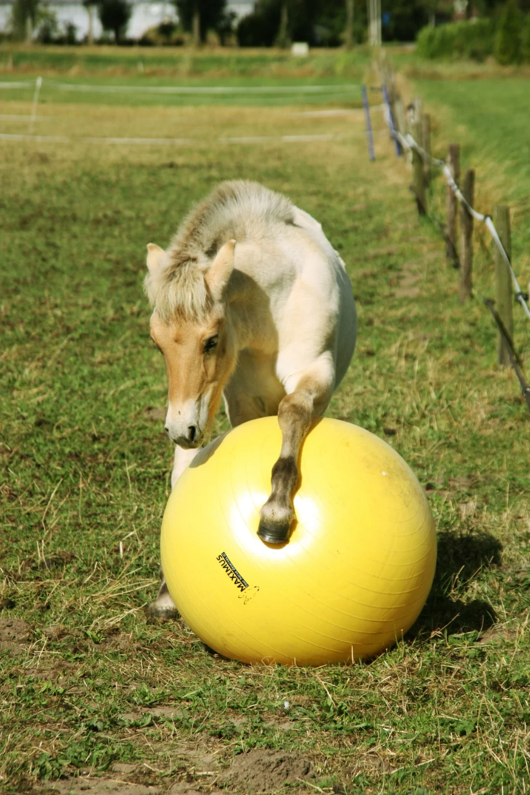 Minge de joacă pentru cai, galbenă, 65 cm – Maximus Power Play Ball - imagine 2