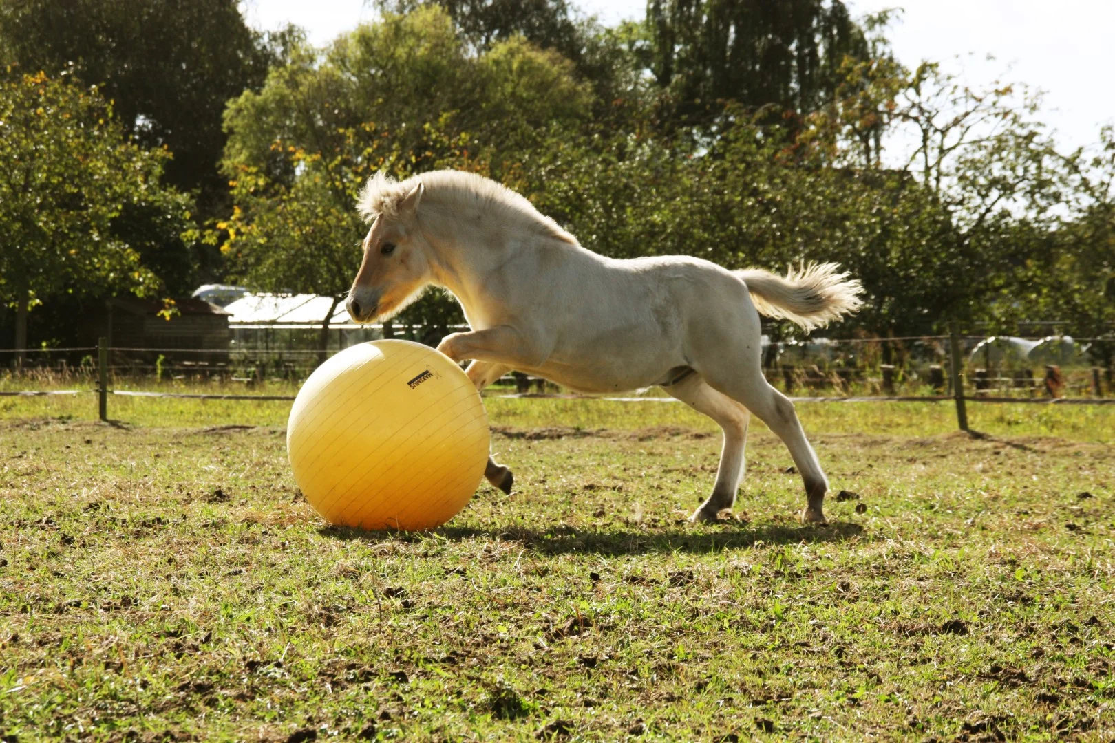 Minge de joacă pentru cai, galbenă, 65 cm – Maximus Power Play Ball - imagine 6