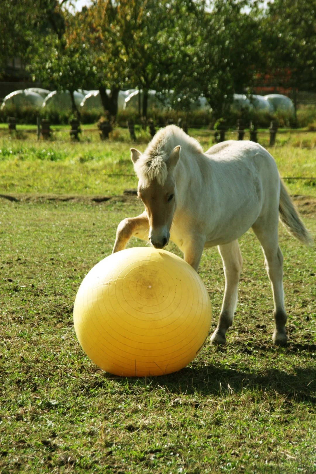 Minge de joacă pentru cai, galbenă, 65 cm – Maximus Power Play Ball - imagine 3
