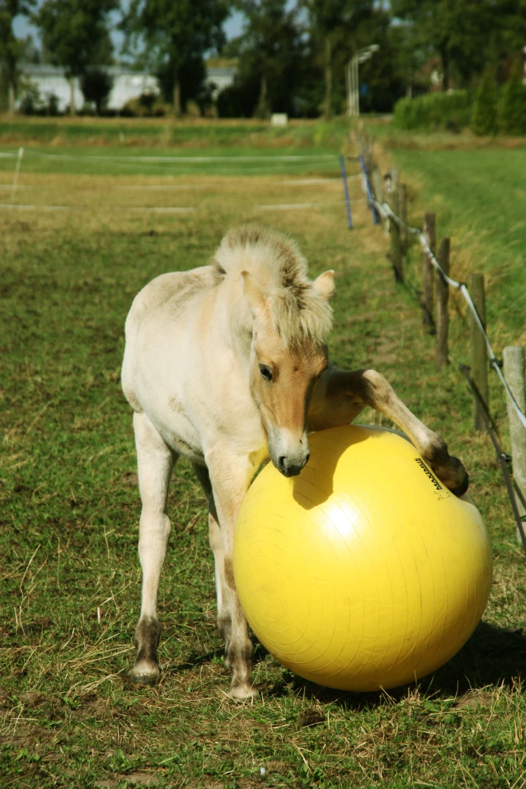 Minge de joacă pentru cai, galbenă, 65 cm – Maximus Power Play Ball - imagine 4