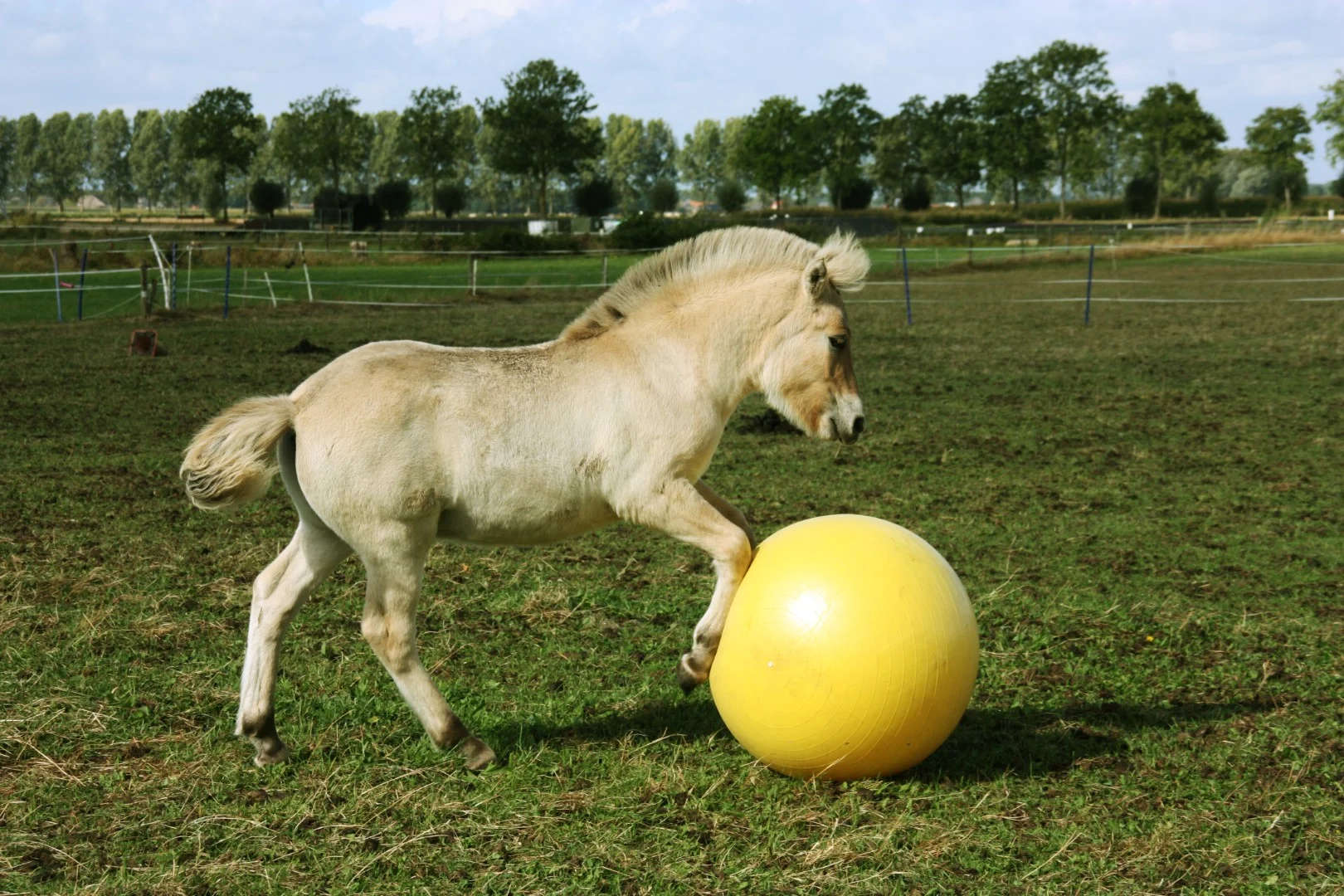 Minge de joacă pentru cai, galbenă, 65 cm – Maximus Power Play Ball - imagine 5