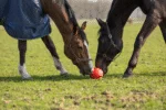 Minge de joacă pentru cai cu benzi elastice, 19 cm, roz – Excellent Horse Fun Play Ball - imagine 6