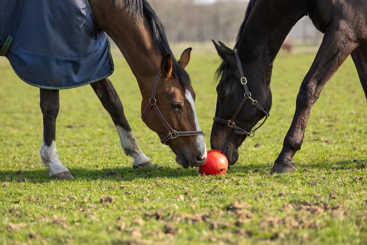 Minge de joacă pentru cai cu benzi elastice, 19 cm, roz – Excellent Horse Fun Play Ball - imagine 6