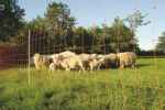 Plasă pentru oi 50 m, înălțime 90 cm, cu vârf simplu – Euro-Netz Combi - imagine 2