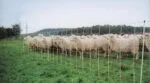 Plasă pentru oi 50 m, înălțime 90 cm, cu vârf simplu – Euro-Netz Combi - imagine 3