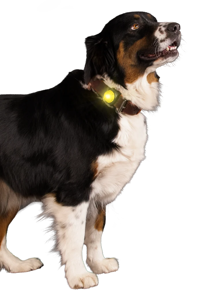 Lumină de siguranță pentru zgardă de câine, galbenă, 2 moduri de iluminare – Nightwalk Safety Light - imagine 3