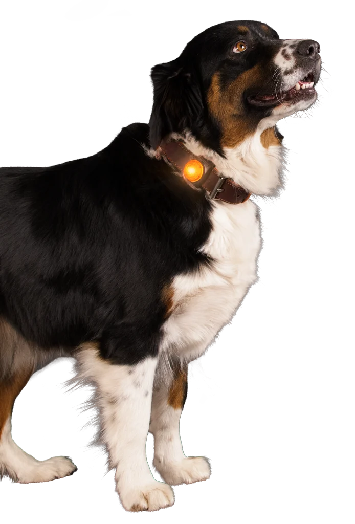 Lampă de siguranță pentru zgarda câinelui, portocalie, 2 moduri de iluminare – Nightwalk Safety Light - imagine 3