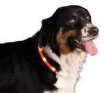 Zgarda luminoasă și reîncărcabilă pentru câini, portocalie – Nightwalk Safety Collar - imagine 3