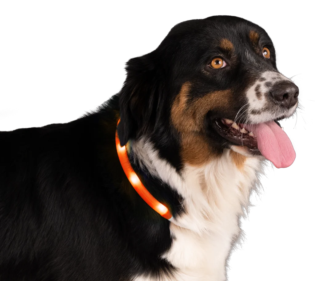 Zgarda luminoasă și reîncărcabilă pentru câini, portocalie – Nightwalk Safety Collar - imagine 3