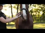 Supliment energetic pentru cai cu vitaminele A și D, 12 ml – Excellent Horse Vitasporal - imagine 4