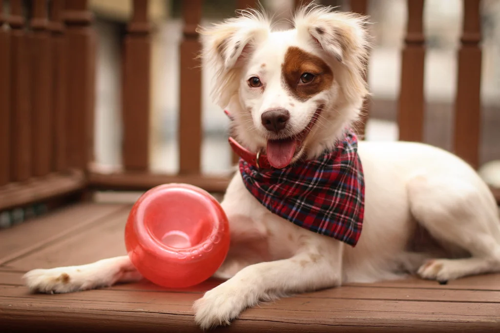 Jucărie pentru recompense pentru câini din TPE – Outward Hound Orbee-Tuff Snoop (Lil' Snoop) - imagine 2