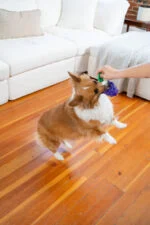 Jucărie de ros cu frânghie și aromă de fructe – Outward Hound (Kyjen) Dental Grapes - imagine 4
