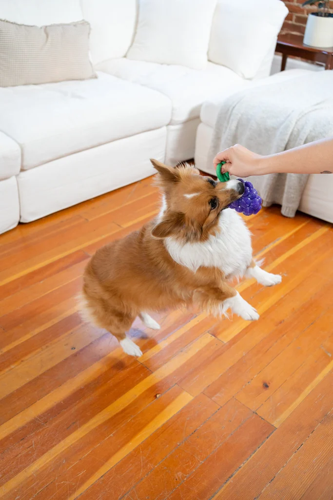 Jucărie de ros cu frânghie și aromă de fructe – Outward Hound (Kyjen) Dental Grapes - imagine 4