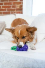 Jucărie de ros cu frânghie și aromă de fructe – Outward Hound (Kyjen) Dental Grapes - imagine 5