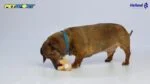 Jucărie de pluș pentru câini cu piuitor, roz, aprox. 10 cm – Petsport Tiny Tots Teddy - imagine 2