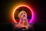 Jucărie de pluș pentru câini, măgăruș cu piuitor, portocaliu, S – Retro Dog Donkey - imagine 3