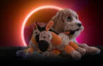 Jucărie de pluș pentru câini, măgăruș cu piuitor, portocaliu, S – Retro Dog Donkey - imagine 4