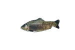 Pește de jucărie în mișcare, păstrăv, cu madnip, 30 cm – Robocat Fish - imagine 2