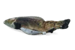 Pește de jucărie în mișcare, păstrăv, cu madnip, 30 cm – Robocat Fish - imagine 3