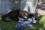Pește de jucărie în mișcare, păstrăv, cu madnip, 30 cm – Robocat Fish - imagine 5