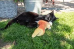 Pește de jucărie în mișcare, păstrăv, cu madnip, 30 cm – Robocat Fish - imagine 6