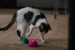 Șoricel de jucărie cu senzor de mișcare și madnip, roz – Robocat Mouse - imagine 5
